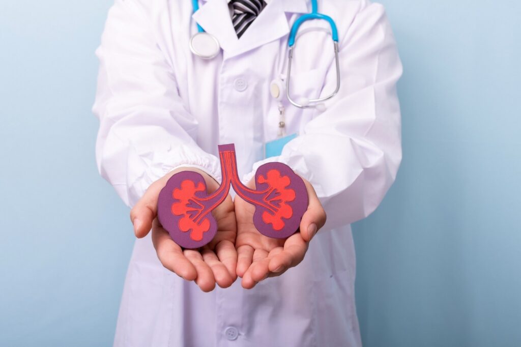 doctor-holding-a-kidney-shape-drawing