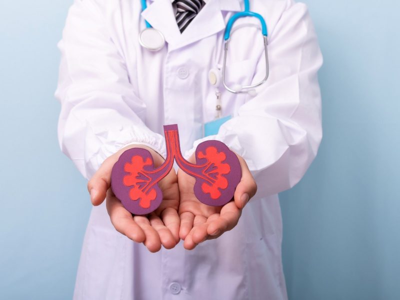doctor holding a kidney shape drawing